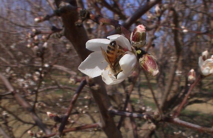 Abeille butinant une fleur blanche en gros plan