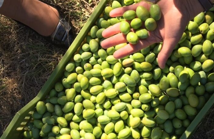 Main tenant des olives vertes pour Apéro Menguy's