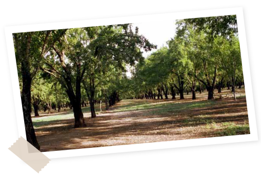 Filière amandes Menguy's