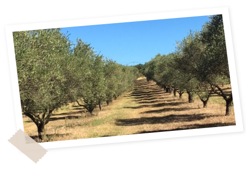 Filière olives Menguy's
