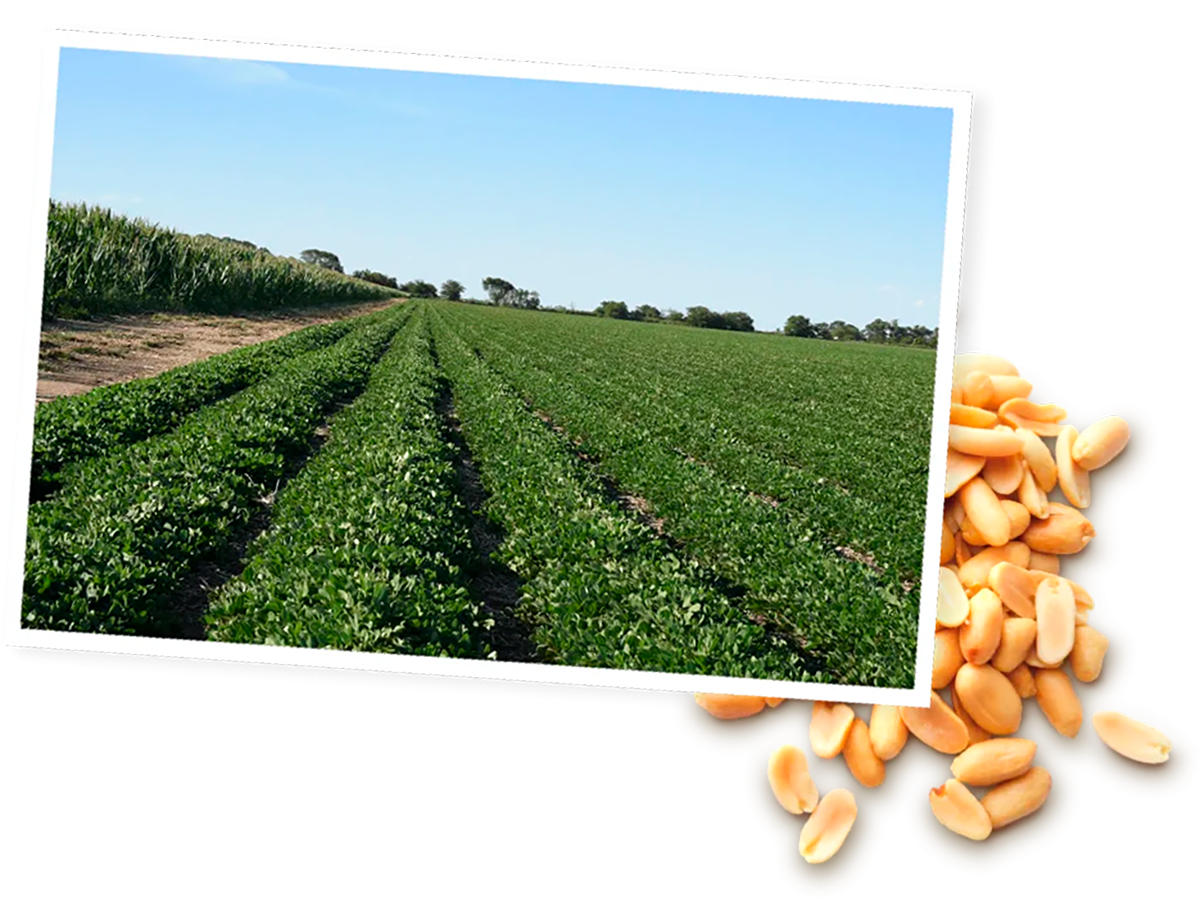 Les champs de cacahuètes en Argentine pour Menguy's