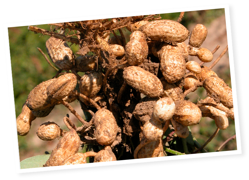 La cacahuète origine Argentine : le choix de Menguy's