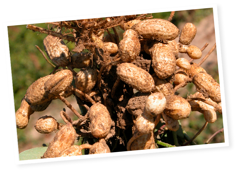 Beurre de cacahuètes - Menguy's