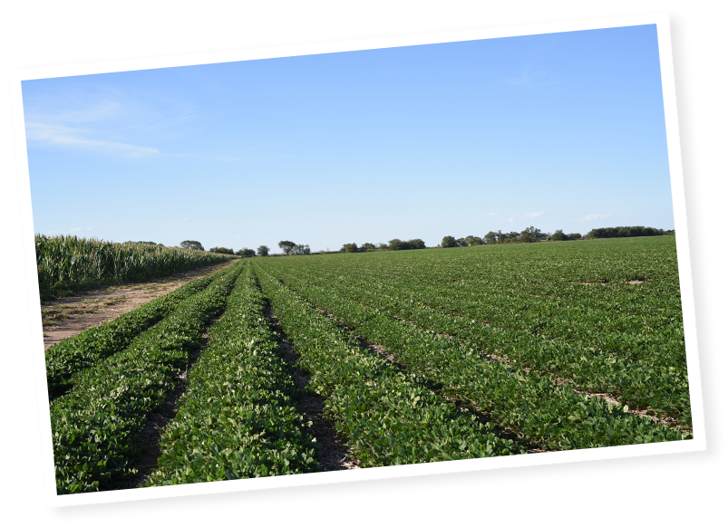 Champs de cacahuètes de Menguy's