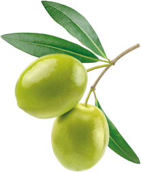 Deux olives vertes sur branche avec feuilles