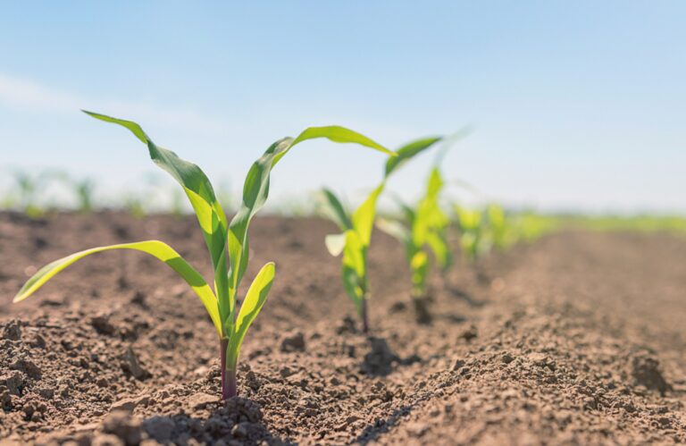 Jeunes pousses de maïs en rang dans un champ cultivé