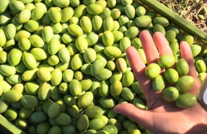 Main tenant des olives vertes pour Apéro Menguy's