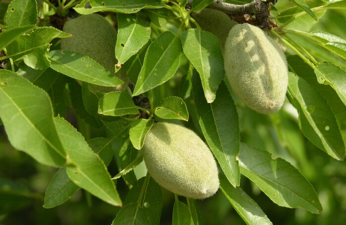 Amandes vertes sur branche d’amandier, Apéro Menguy's