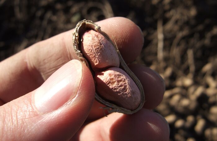 Cacahuète ouverte avec deux graines, idéale pour l'Apéro Menguy's