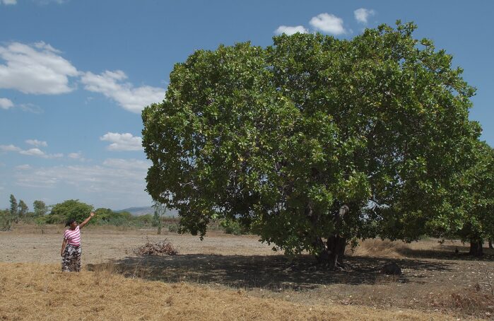 Femme montrant un grand arbre dans un champ sec