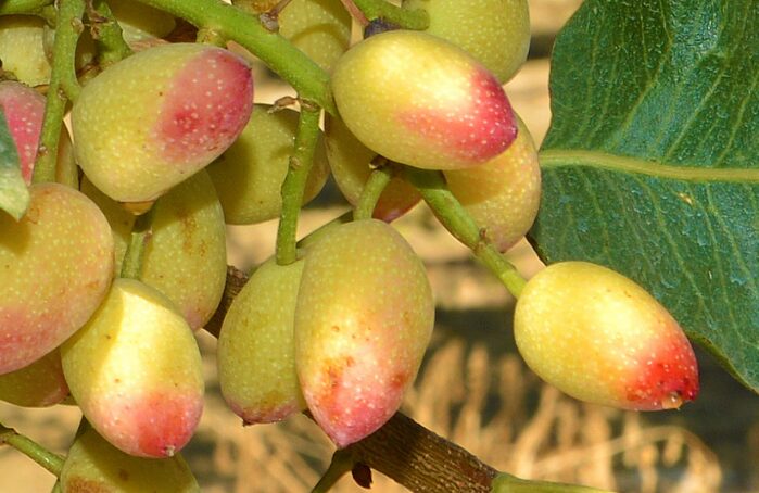 Grappe de pistaches fraîches sur branche, fruits verts rosés Menguy's Apéro