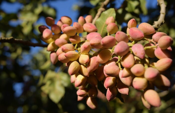 Grappes de pistaches roses sur l’arbre pour Apéro Menguy's