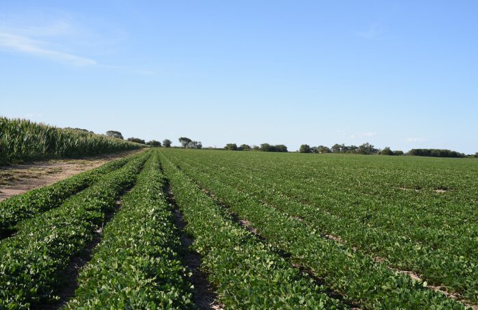 Champ cultivé en rangées de jeunes pousses vertes